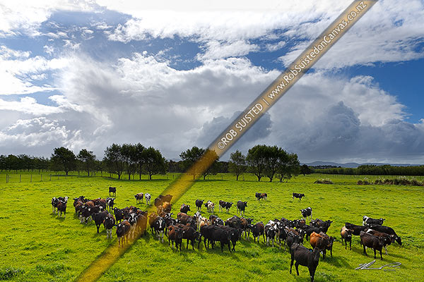 Photo of Yong dairy cattle in lush springtime pasture with heavy moody stormy skies above, Eketahuna, Tararua, Manawatu-Wanganui Region, New Zealand (NZ)