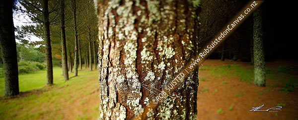 Photo of Pine tree plantation forest (Pinus radiata) with closeup of tree trunk and bark. Selective tilt-shift focus used in panorama,, Taupo, Waikato Region, New Zealand (NZ)