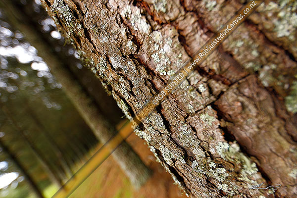 Photo of Pine tree plantation timber production forest (Pinus radiata) with tree trunk and bark texture. Selective tilt-shift focus used and diagonal,, Taupo, Waikato Region, New Zealand (NZ)