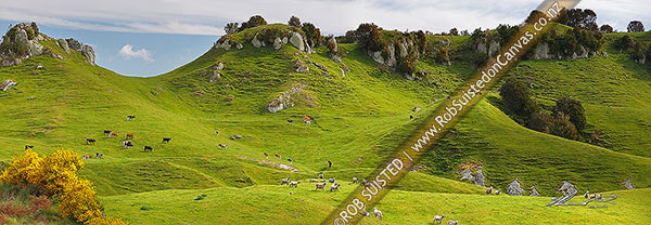 Photo of Farmland rural panorama with sheep and cattle grazing amongst lush rolling hills and limestone outcrops, Pureora, Taupo, Waikato Region, New Zealand (NZ)