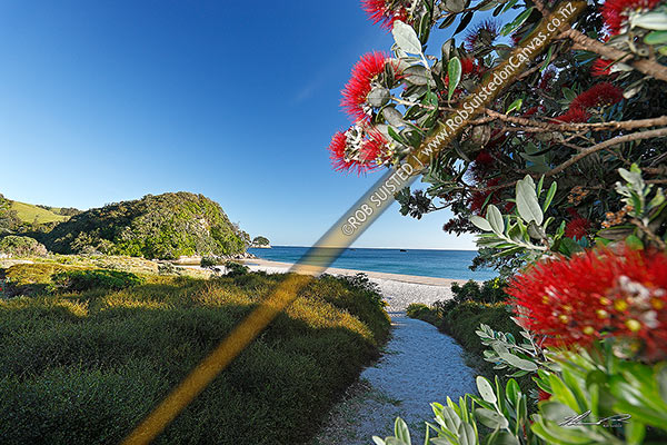 Photo of Whiritoa Beach access with Pohutukawa tree flowers (Metrosideros excelsa) flowering on peaceful summery morning. Coromandel Peninsula, Whiritoa Beach, Hauraki, Waikato Region, New Zealand (NZ)