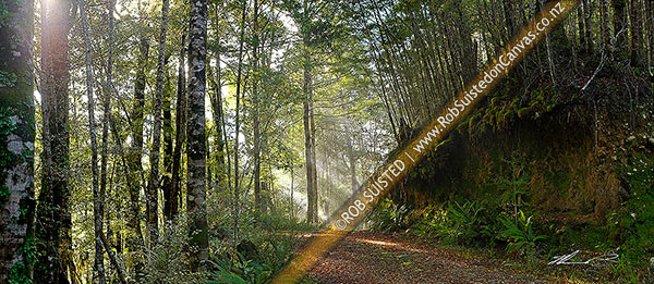 Photo of Moody forest road on a misty winter morning with sun rays streaming into beech forest (Nothofagus sp.). Panorama, Buller, Buller, West Coast Region, New Zealand (NZ)