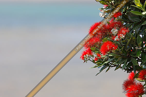 Photo of Pohutukawa flowers in bloom over water  (Metrosideros excelsa),, New Zealand (NZ)