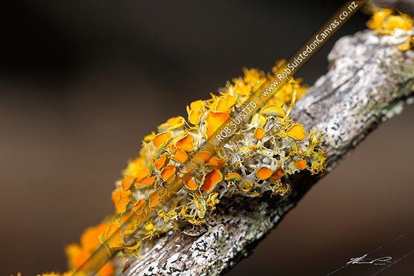 Photo of Lichen plant on dead branch, with orange spore producing apothecia cups prominent (sometimes called pixie cups),, New Zealand (NZ)