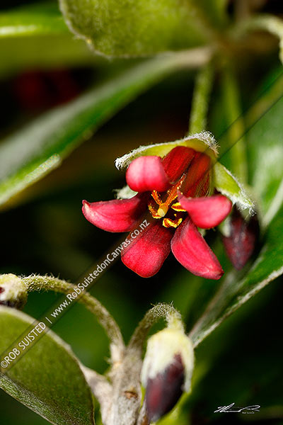 Photo of Native Three Kings Karo flower (Pittosporum fairchildii; Pittosporaceae),, New Zealand (NZ)
