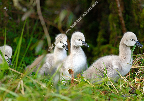 Photo of Black swan young sygnets following their mother through grass (Cygnus atratus),, New Zealand (NZ)
