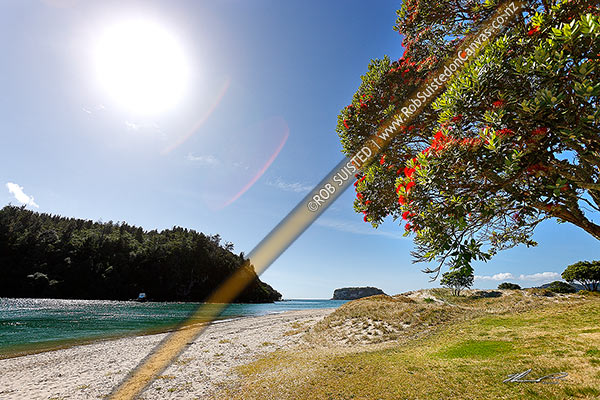 Photo of Whangamata Harbour entrance with flowering pohutukawa tree in bright sunshine (Metrosideros excelsa), Whangamata, Coromandel Peninsula, Thames-Coromandel, Waikato Region, New Zealand (NZ)