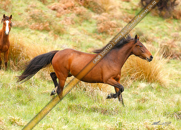 Photo of Kaimanawa Wild horse mare, Waiouru, Ruapehu, Manawatu-Wanganui Region, New Zealand (NZ)