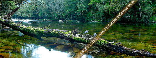 Photo of Blue ducks pair on log in the Glaisnock River, Glaisnock Wilderness Area. Serene river travelling amongst thick rainforest. Panorama, Fiordland National Park, Southland, Southland Region, New Zealand (NZ)