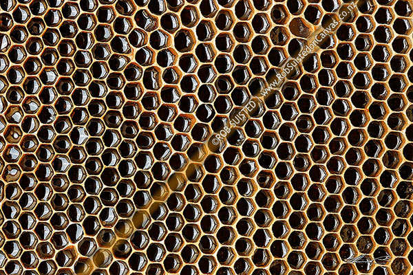 Photo of Honeycomb filled with honey, a beeswax structure built by honey bees to store honey or brood larvae (Apis mellifera),, New Zealand (NZ)