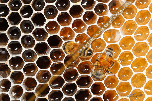 Photo of Honey Bees working on honey filled cells in honeycomb, a beeswax structure built by honey bees to store honey or brood larvae (Apis mellifera),, New Zealand (NZ)
