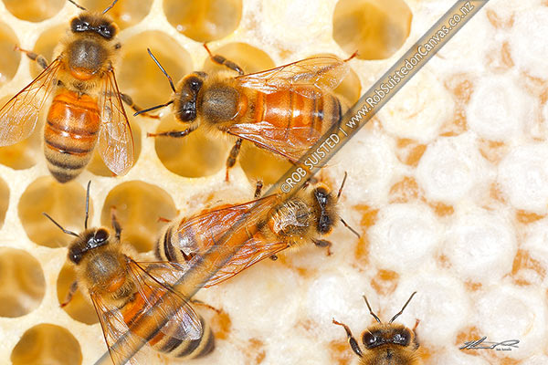Photo of Honey Bees working on honey filled cells in honeycomb, a beeswax structure built by honey bees to store honey or brood larvae (Apis mellifera),, New Zealand (NZ)