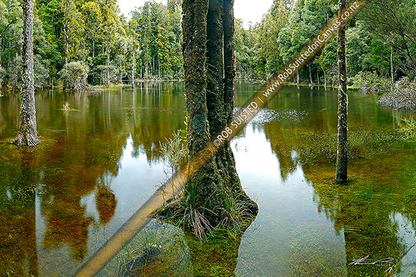 Photo of Waihora Lagoon, still forest lake nestled amongst tall Podocarp forest - rimu, kahikatea trees etc, Pureora Forest Park, Waitomo, Waikato Region, New Zealand (NZ)