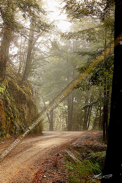 Photo of Forest road through morning misty forest, Red Beech forest and trees (Nothofagus fusca), Maruia, Buller, West Coast Region, New Zealand (NZ)