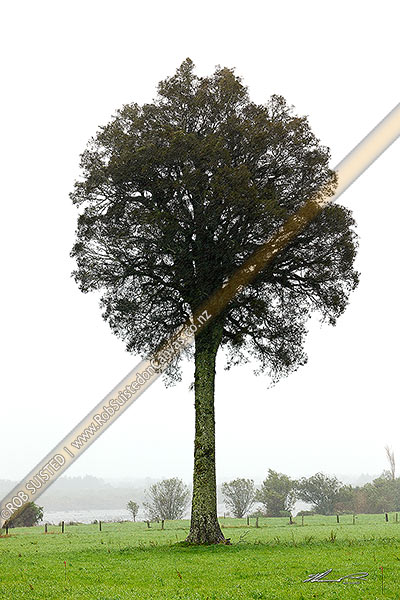 Photo of Kahikatea Tree (Dacrycarpus dacrydioides; Podocarpaceae), coniferous tree endemic to New Zealand,, New Zealand (NZ)