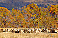 Round hay bales in paddock