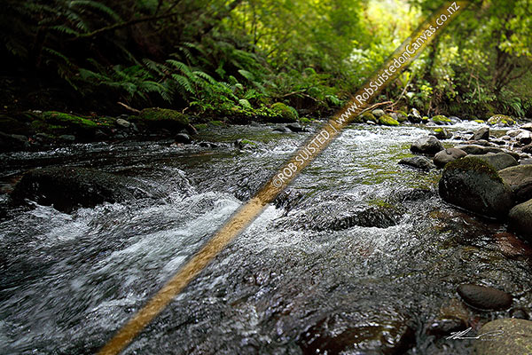 Photo of Forest stream or river running through sunlit native bush. Taken with tilt shift blur, abstract, Ohakune, Ruapehu, Manawatu-Wanganui Region, New Zealand (NZ)