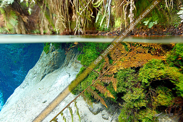 Photo of Blue Springs underwater split image under and above with extremely clear freshwater and plant life. Waihou River, Putaruru, South Waikato, Waikato Region, New Zealand (NZ)