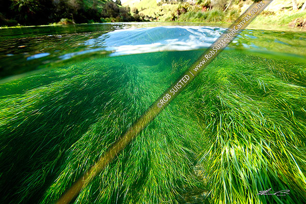Photo of Waihou River near Blue Springs underwater split image under and above water showing farmland and extremely clear freshwater and plant life, Putaruru, South Waikato, Waikato Region, New Zealand (NZ)