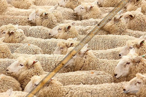 Photo of Sheep flock being herded (Ovis aries), Geraldine, Timaru, Canterbury Region, New Zealand (NZ)