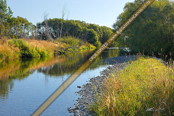 Photo of Summertime river with long grass, seed heads, blue sky, reflections, willow trees and golden colours. Whitestone River, Te Anau, Southland, Southland Region, New Zealand (NZ)