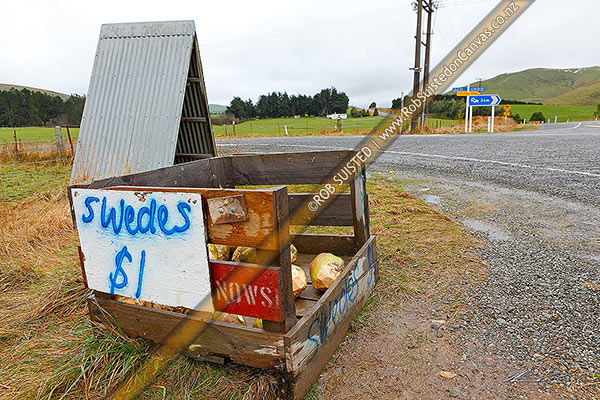Photo of Swedes. Selling swede vegetables on the side of a rural road with honesty box, Clinton, Clutha, Otago Region, New Zealand (NZ)