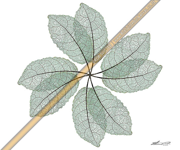 Photo of Radial star spinning pattern of eight leaf skeletons of NZ native Mahoe tree leaf (Melicytus ramiflorus). White background,, New Zealand (NZ)