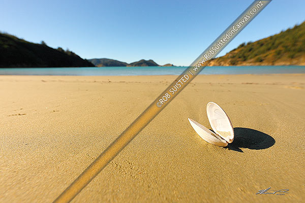 Photo of Cockle shell on Ocean Beach and Ocean Bay, Port Underwood, Marlborough, Marlborough Region, New Zealand (NZ)