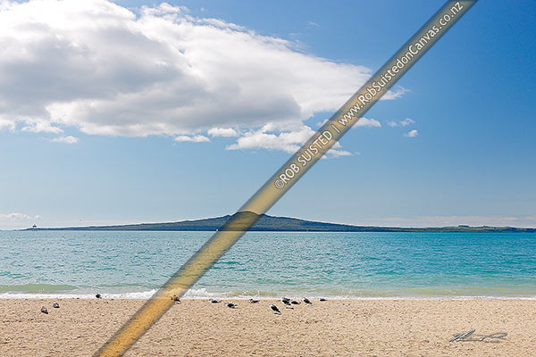 Photo of Mission Bay Beach, Rangitoto Island and Motukorea Channel with seagulls on beach, Mission Bay Beach, Auckland City, Auckland Region, New Zealand (NZ)