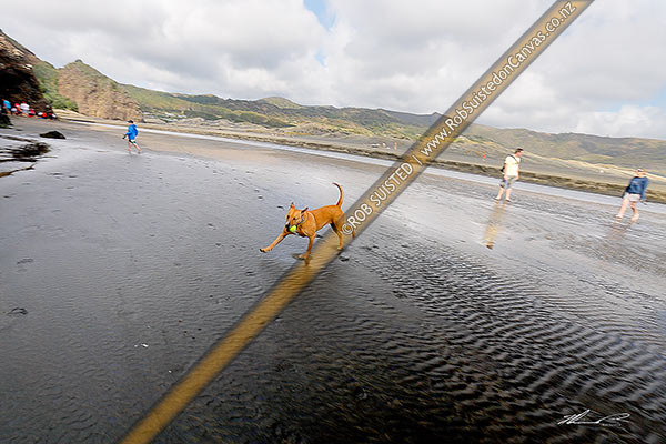 Photo of Dog with ball playing on Bethells Beach, Bethells Beach, West Auckland, Waitakere City, Auckland Region, New Zealand (NZ)