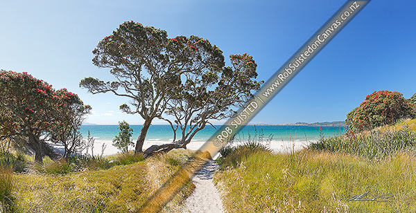 Photo of Otama Beach on the Coromandel Peninsula with summer flowering pohutukawa trees and flax. Great Mercury Island beyond. Large panorama, Otama Beach, Thames-Coromandel, Waikato Region, New Zealand (NZ)