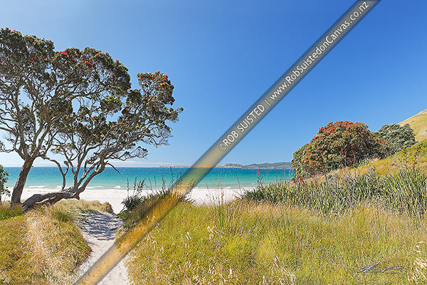 Photo of Otama Beach, white sands on the Coromandel Peninsula with flowering pohutukawa trees. Great Mercury Island beyond, Otama Beach, Thames-Coromandel, Waikato Region, New Zealand (NZ)