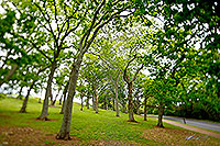 Oak trees in the Auckland Domain 