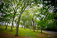 Oak trees in the Auckland Domain 