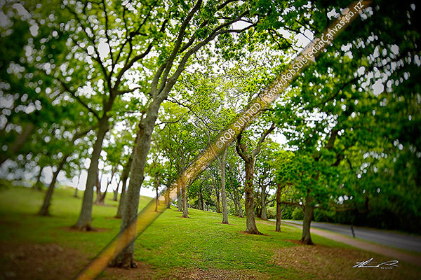Photo of Oak trees in the Auckland Domain (Quercus species). Shot with selective tilt shift focus lens and heavy vignetting. Domain Drive, Parnell, Auckland City, Auckland Region, New Zealand (NZ)