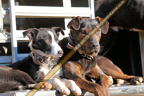 Photo of Working farm stock dogs, border collie heading dog and huntaway (right), enjoying the sun together,, New Zealand (NZ)