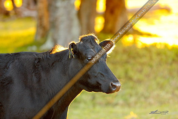 Photo of Dairy cow in evening sunlight,, South Wairarapa, Wellington Region, New Zealand (NZ)