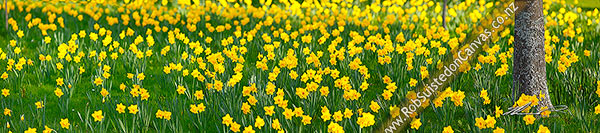 Photo of Daffodils flowering enmass in spring. Large panorama file,, New Zealand (NZ)
