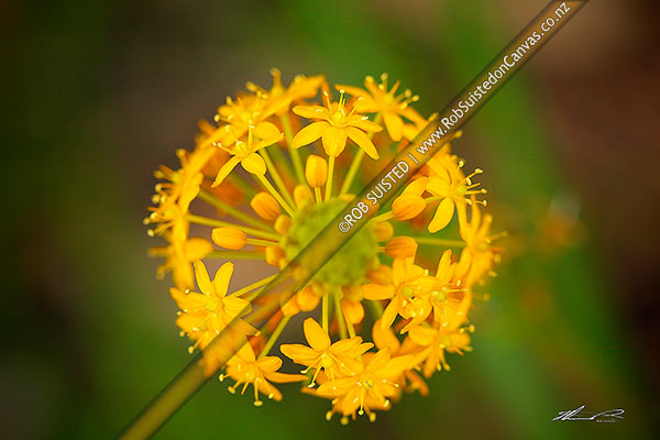Photo of Maori Onion (Bulbinella angustifolia) flowers, a native perennial lily of tussocklands and grasslands,, New Zealand (NZ)