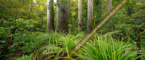 Photo of Kauri trees (Agathis australis) amongst forest. Panorama,, Far North, Northland Region, New Zealand (NZ)