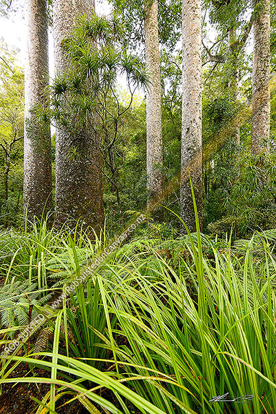 Photo of Kauri trees (Agathis australis) amongst forest, Kerikeri, Far North, Northland Region, New Zealand (NZ)