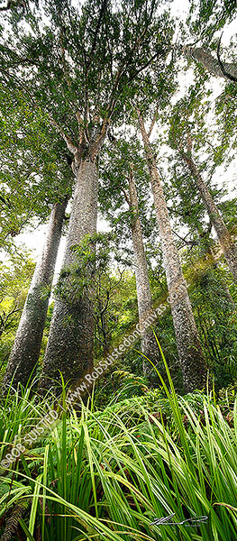 Photo of Giant Kauri trees (Agathis australis). Manginangina Scenic Reserve, Puketi forest. Vertical panorama, Kerikeri, Far North, Northland Region, New Zealand (NZ)