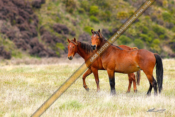 Photo of Kaimanawa wild horses, young stallions in the Moawhango valley, Waiouru, Ruapehu, Manawatu-Wanganui Region, New Zealand (NZ)