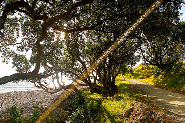 Photo of Coromandel coastal road passing under Pohutukawa tree canopy and farmland, Port Jackson Road,  Colville, Thames-Coromandel, Waikato Region, New Zealand (NZ)