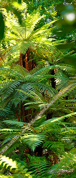 Photo of Tree ferns, New Zealand native rough tree ferns (Dicksonia squarrosa), Wheki in native forest. Vertical panorama,, New Zealand (NZ)
