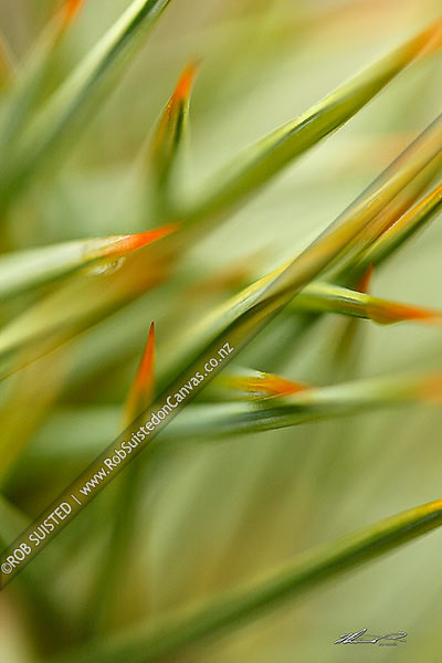 Photo of Spaniard speargrass spine or thorn tips on flower stem, abstract close up image texture (Aciphylla species),, New Zealand (NZ)