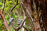 NZ Wood Pigeon pair