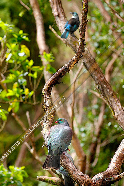 Photo of Wood pigeon (Hemiphaga novaeseelandiae) pair perching in Kanuka forest canopy with Tui bird (Prosthemadera novaeseelandiae) above. New Zealand pigeons, Kereru, kukupa,, New Zealand (NZ)