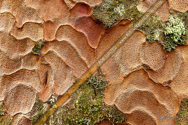 Photo of Kauri tree bark pattern and texture close up, with lichen and mosses (Agathis australis),, New Zealand (NZ)