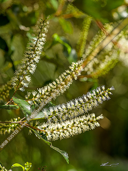 Photo of Kamahi flowers (Weinmannia racemosa); NZ native flower racemes shaped like a bottle bush,, New Zealand (NZ)